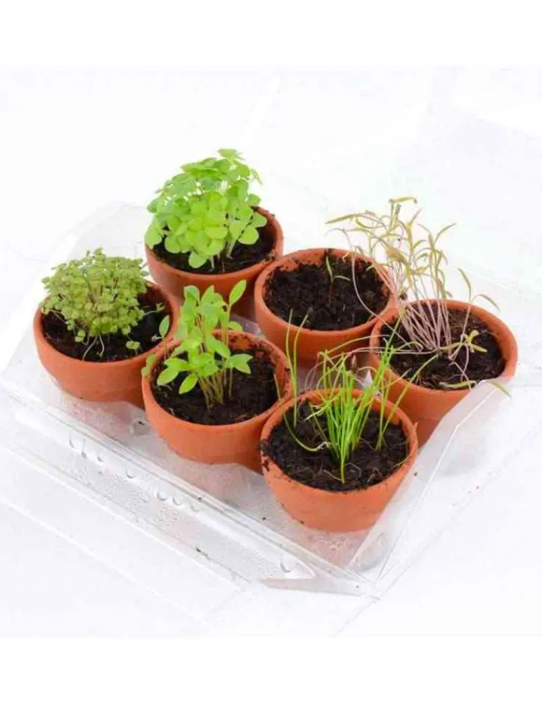 Radis et Capucines Mini serre plantes aromatiques Bio - Radis et Capucine Outlet